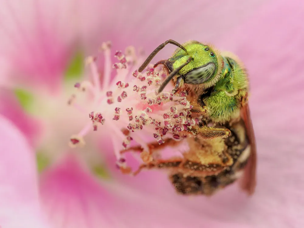 Green bee in pink flower